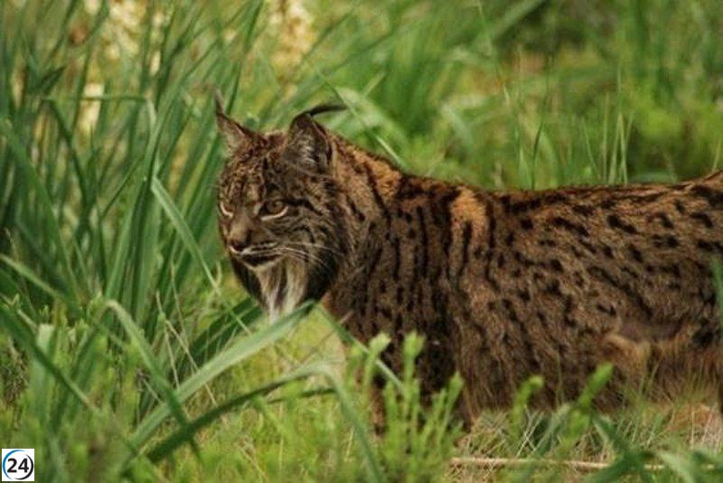 Alarmante mortalidad de lince ibérico en Toledo: 30 ejemplares al año fallecen, denuncian ecologistas
