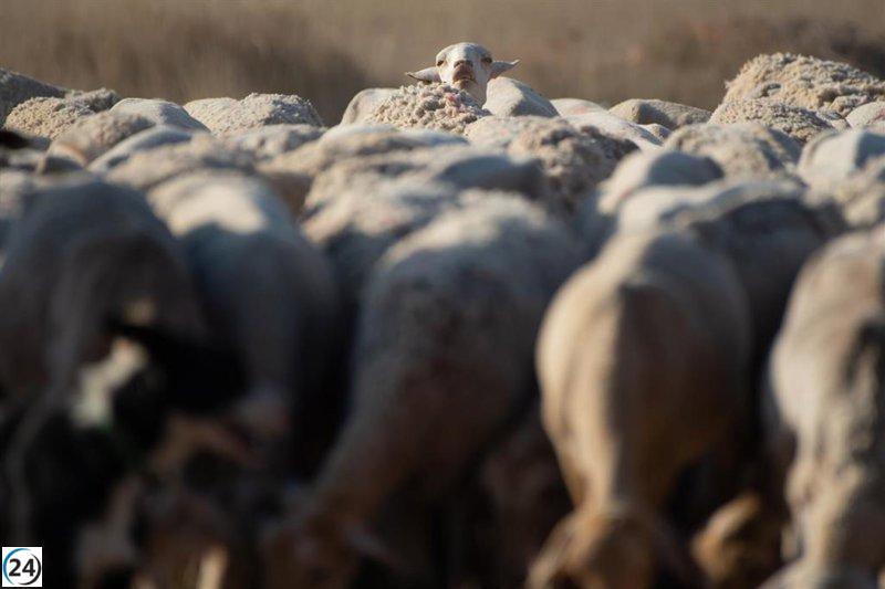 Amplían en Castilla-La Mancha las ayudas para el bienestar animal en ganado ovino y caprino
