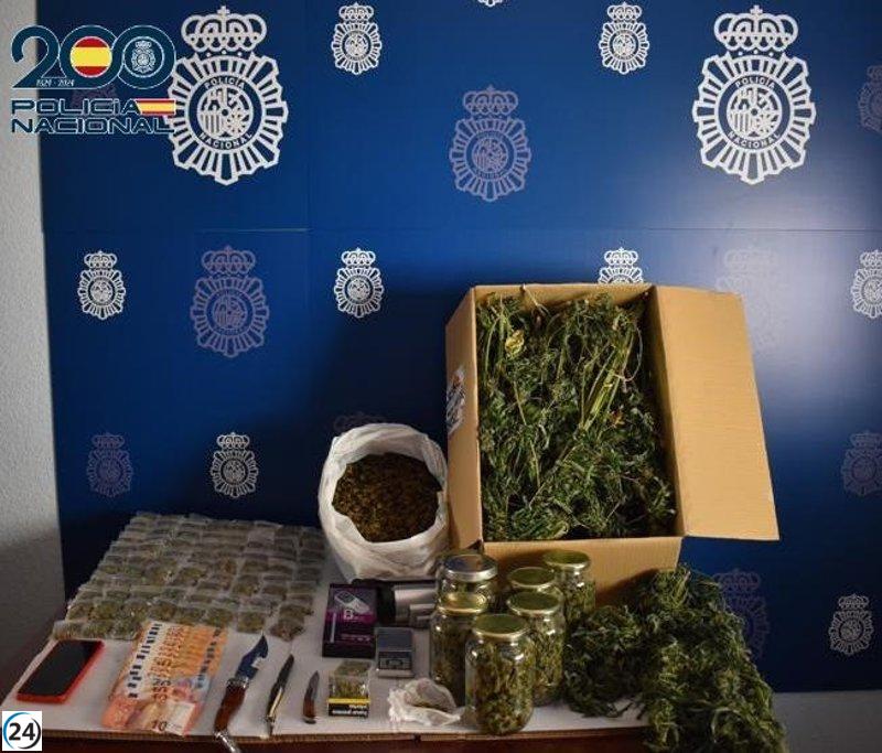 Operativo policial desarticula red de cultivo ilegal de marihuana en Tomelloso