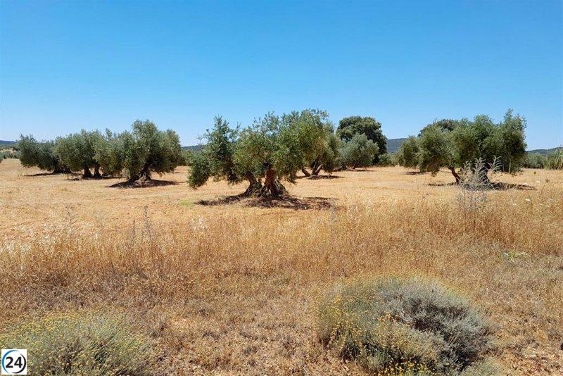 Productores de Aceite de Oliva de Montiel se oponen a la minería de tierras raras en Ciudad Real