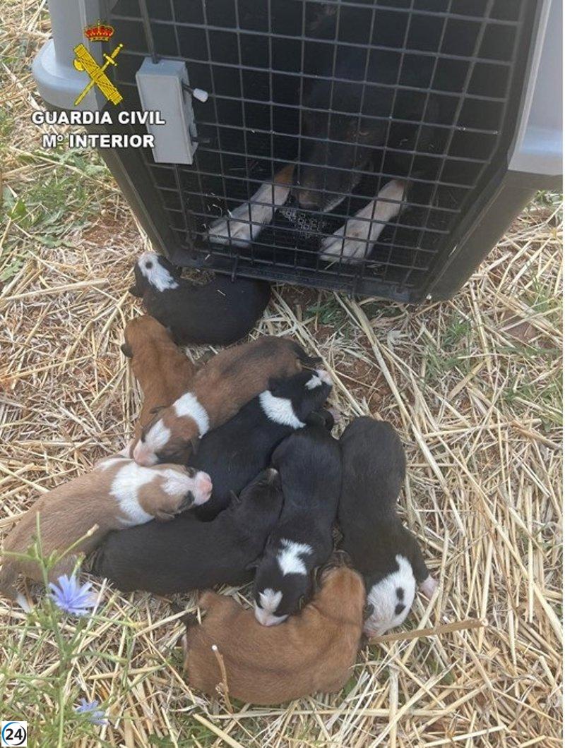 Perra y sus cachorros salvados de morir ahogados en Alcubillas