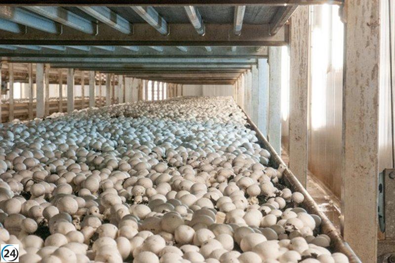 Castilla-La Mancha espera enviar toda la documentación el próximo año para que la UE apruebe la IGP del champiñón.