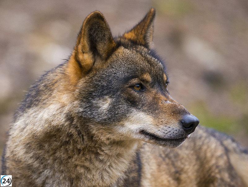 Controversia por festival del lobo en Cantalojas según sectores rurales
