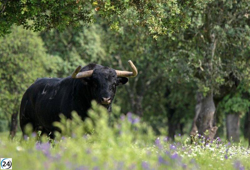Toledo acogerá el 11 de febrero la entrega del Premio Nacional de Tauromaquia: 
