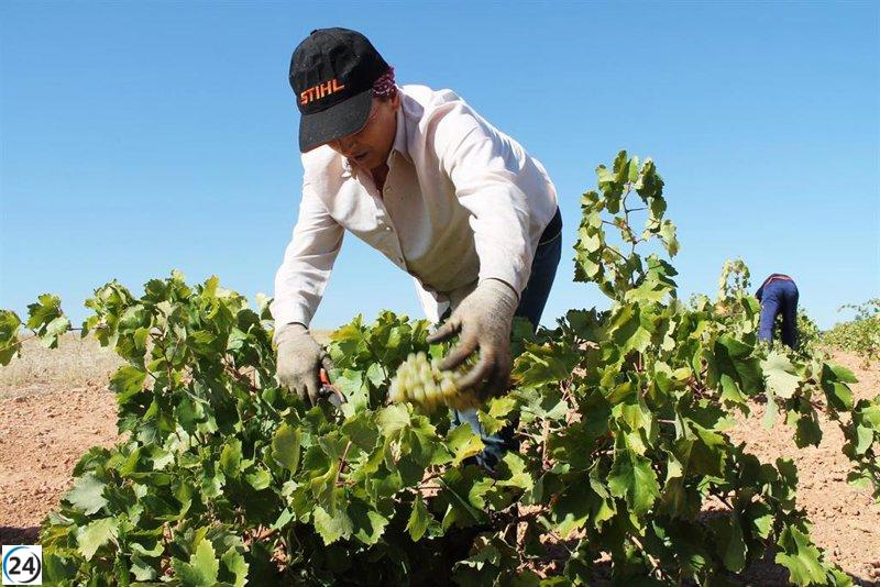 Castilla-La Mancha alcanza un aumento del 34% en la campaña de aceite de oliva 2024.