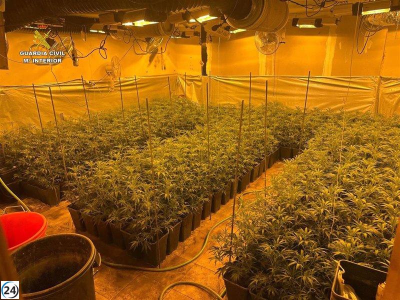 Desmantelan cultivo de marihuana en El Casar: 463 plantas encontradas y dos detenidos.