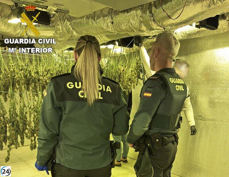 Desarticulan cultivo clandestino de cannabis en El Ballestar, Barajas de Melo.