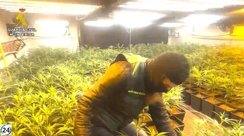Desmantelan cultivo de marihuana en Madrid, Segovia y Guadalajara: 10 arrestos y 10,000 plantas confiscadas.