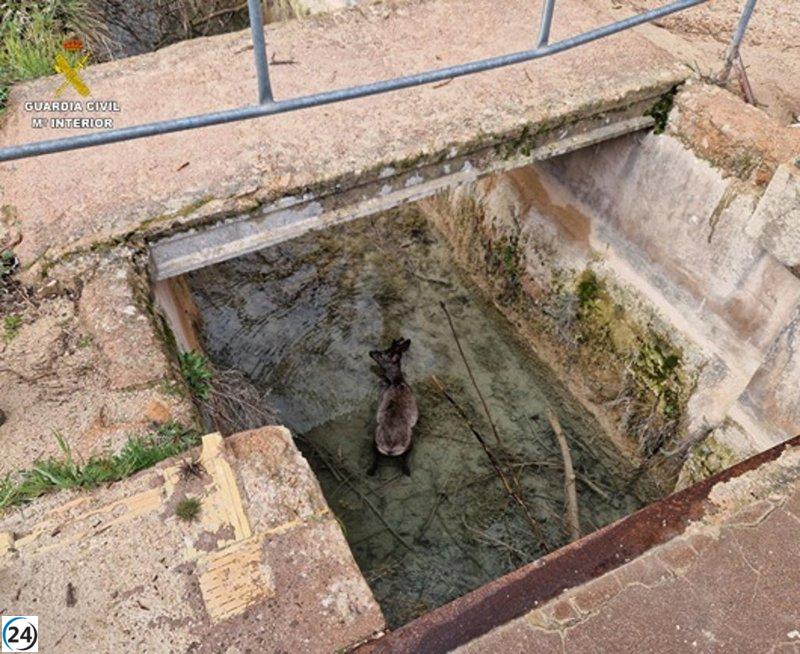 Salvan a un corzo atrapado en canal de agua del Parque Natural Lagunas de Ruidera.