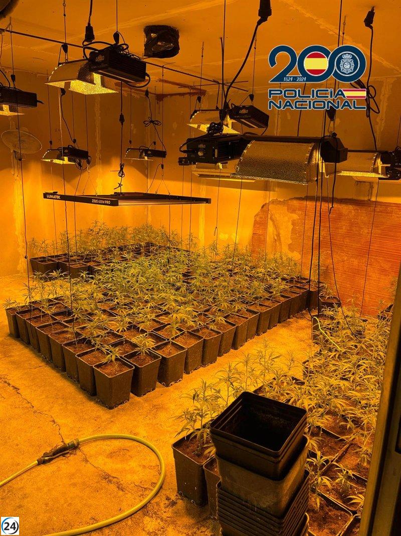 Desmantelan en La Mata un sofisticado invernadero con más de 1.600 plantas de marihuana.