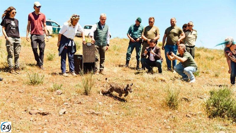 Vírgula, la lince que iluminó la Sierra de Matachel en medio del apagón nacional.