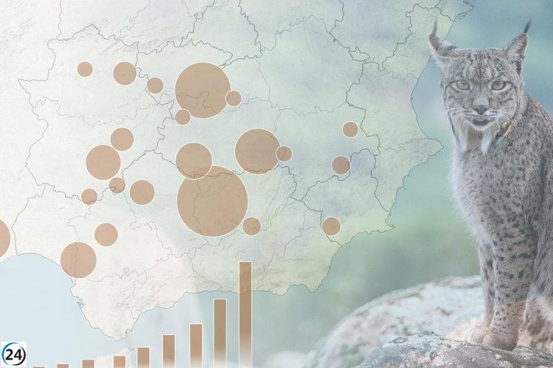 El lince ibérico supera un nuevo hito con 2.401 ejemplares contabilizados en 2024.