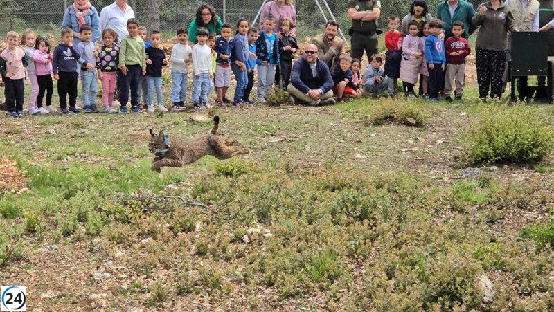 C-LM realiza la primera transferencia de un lince ibérico a CyL entre comunidades autónomas.