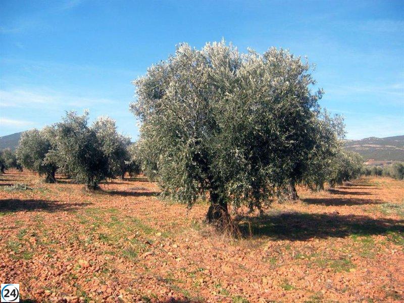 UPA C-LM critica la insostenible situación económica de los olivareros debido a la disparidad en los precios del aceite.