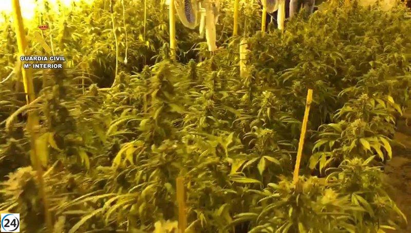 Desmantelan cultivo ilegal de 400 plantas de marihuana en Chinchilla; un arresto realizado.