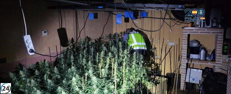 Hallan plantación de marihuana en casa de Guadalajara después de un incendio.