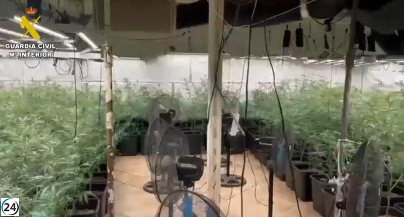 Detenidos en Novés por cultivos ilegales de 308 plantas de cannabis en interiores.