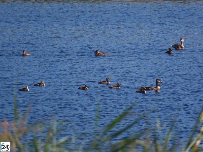 Récord histórico de aves acuáticas en el Parque de Las Tablas gracias a la recuperación de sus recursos hídricos.
