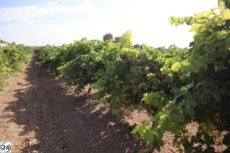 Viticultores de CLM obtienen 5,5 millones de euros en anticipos por daños ocasionados por granizo.
