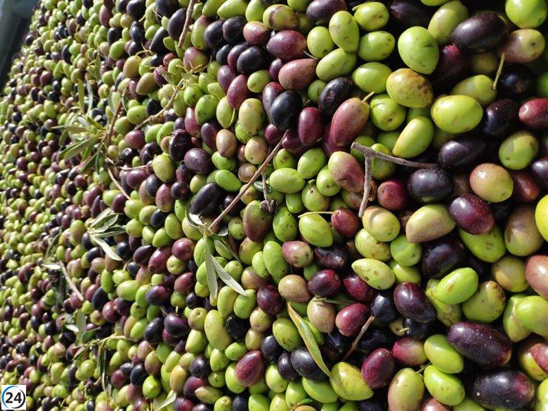UPA C-LM anticipa una caída en la producción de aceite de oliva debido a la falta de lluvias.