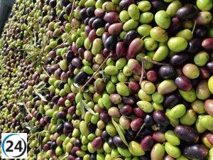 UPA C-LM anticipa una caída en la producción de aceite de oliva debido a la falta de lluvias.