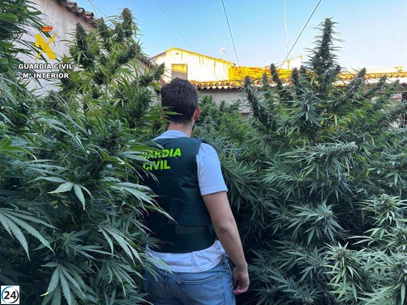 Desmantelan en Villarrobledo una operación de marihuana con arresto de una mujer y confiscación de 135,000 dosis.
