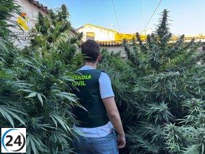 Desmantelan en Villarrobledo una operación de marihuana con arresto de una mujer y confiscación de 135,000 dosis.
