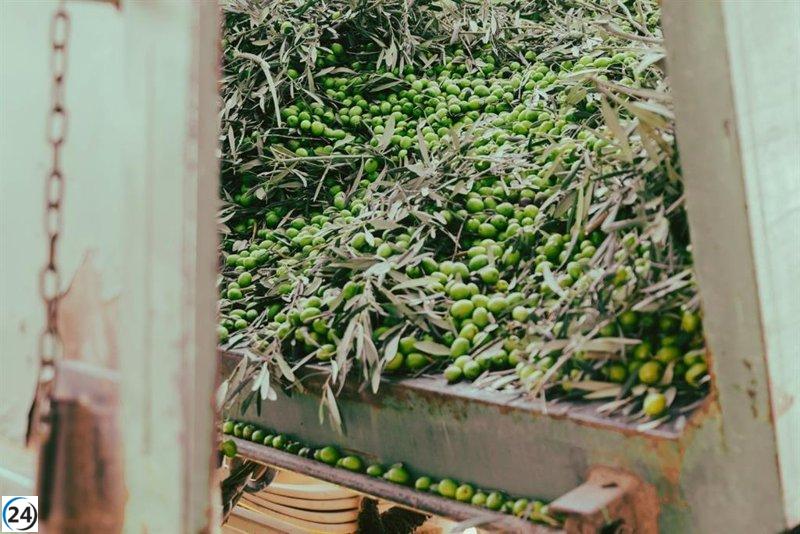 Castilla-La Mancha proyecta una cosecha de 121.500 toneladas de aceite para la próxima temporada, según Agricultura.