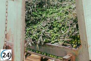 Castilla-La Mancha proyecta una cosecha de 121.500 toneladas de aceite para la próxima temporada, según Agricultura.