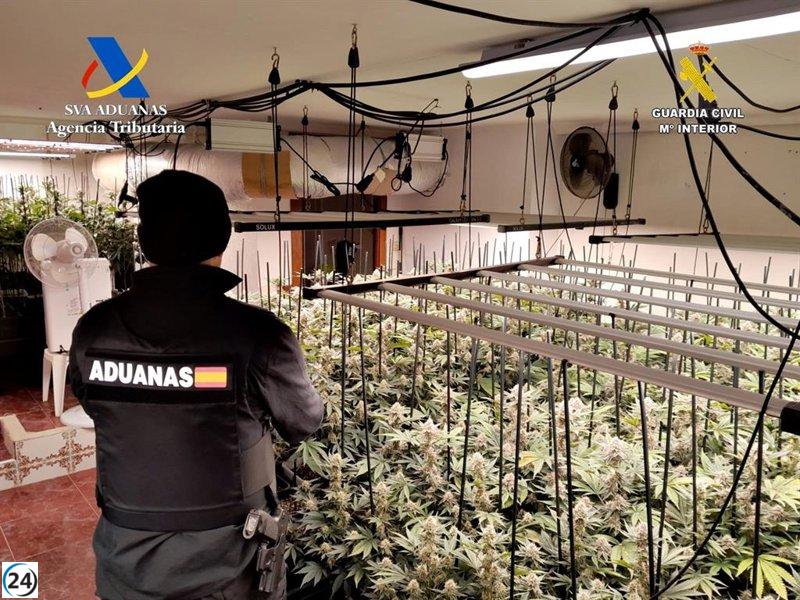 Desarticulan en Trijueque una plantación clandestina de 612 plantas y 66 kilos de marihuana.