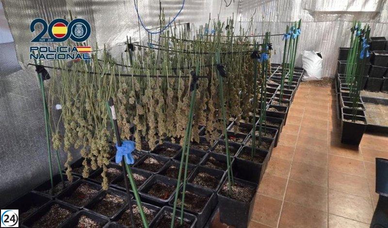 Desmantelan plantación ilegal de cannabis en Ugena; cuatro arrestos.