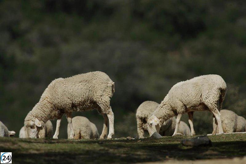 Desde hoy se abren solicitudes para programas nacionales de erradicación de enfermedades animales.