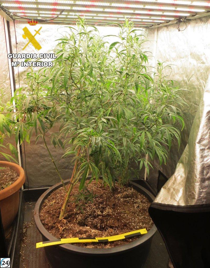 Detenido por cultivar y vender marihuana en La Gineta a los 41 años.