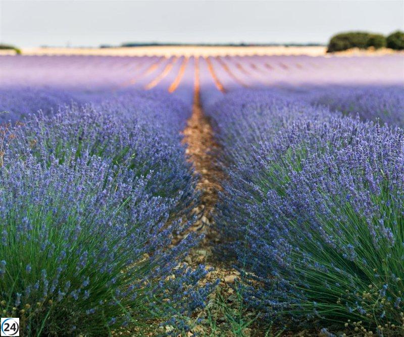 Castilla-La Mancha adelanta siega tardía del 10% de aromáticas al 1 de agosto debido a la sequía.