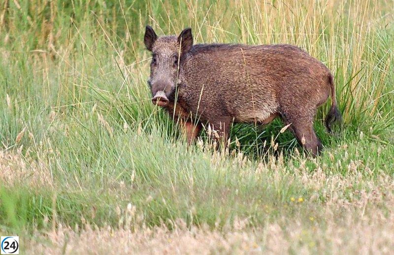 Entra en vigor orden para periodos de caza y vedas en C-LM 2023-2024.