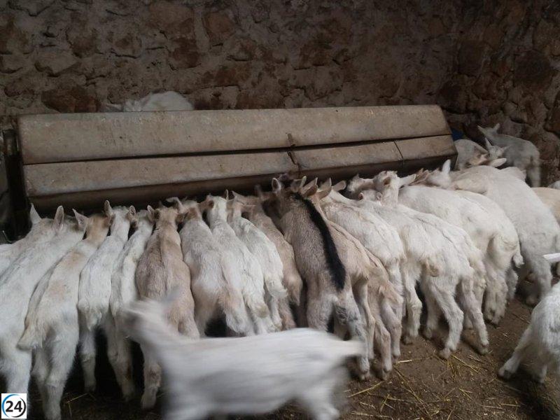 Se ajustarán las condiciones para sacrificar animales en mataderos de zonas afectadas por la viruela ovina.