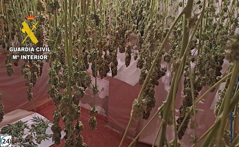 Dos detenidos en Albacete por enganche ilegal a red y posesión de 9.500 dosis de marihuana.