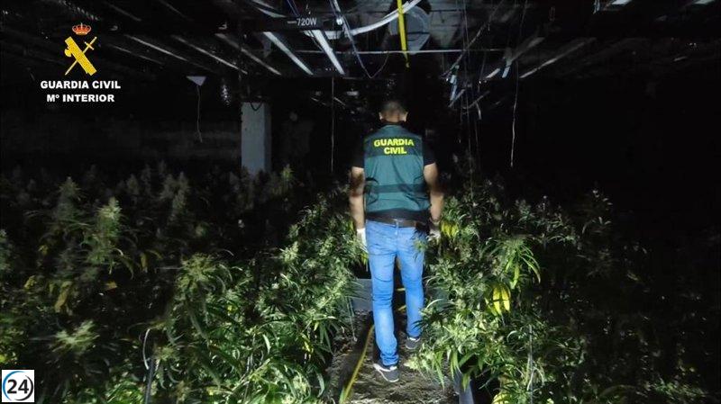 Detienen a tres personas y desmantelan plantación masiva de marihuana en Alcolea del Pinar.