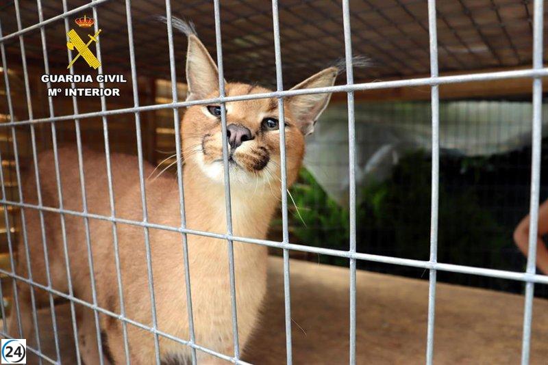 Desmantelan tráfico ilegal de dos linces protegidos en Santiurde de Toranzo (Cantabria) y Toledo.