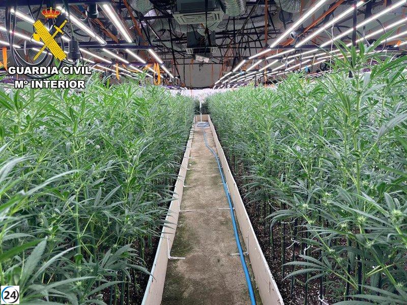 Detienen a dos individuos y descubren dos plantaciones de marihuana en Recas con más de 6.000 plantas