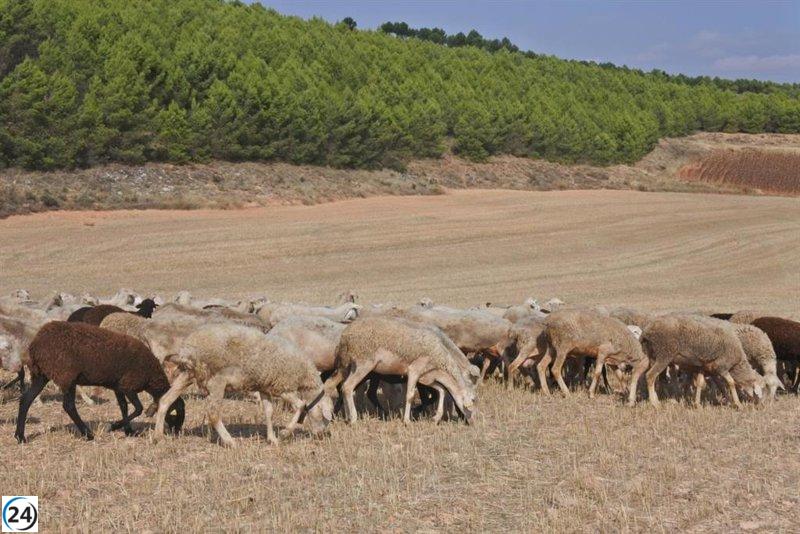 C-LM establece medidas sanitarias contra la viruela en ganado ovino y caprino