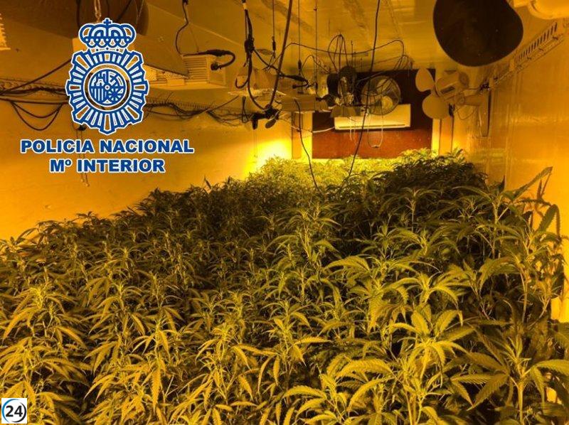 Descubierto en Seseña un cultivo ilegal de 2.000 plantas de marihuana destinadas a exportar a Rumanía