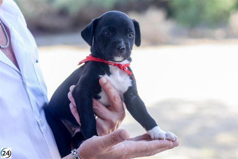 Las comunidades de C-LM, Andalucía, Galicia y CyL lideran en 2022 el 70% de los accidentes por atropellar a perros y gatos, según datos de la DGT.