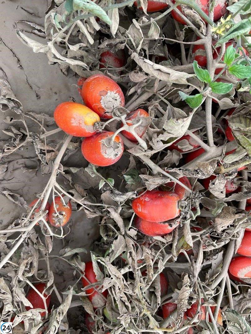 El gobierno asegura una partida récord para los seguros agrarios en C-LM en respuesta a los daños climáticos.