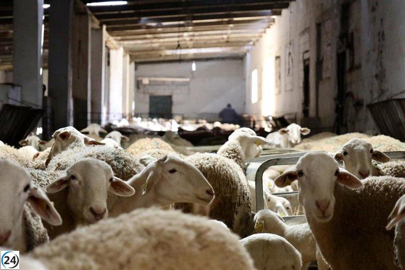 La Junta de C-LM elimina las restricciones a los movimientos ganaderos debido a la erradicación de la viruela ovina y caprina.