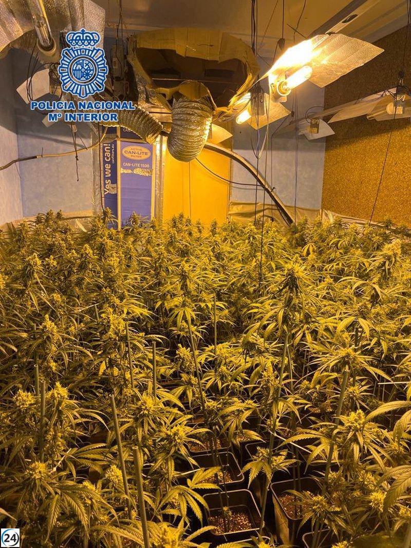 Descubierto un cultivo de marihuana clandestino en una casa de Cabañas de la Sagra