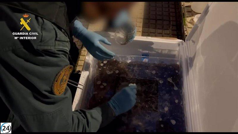 Detención en Guadalajara por contrabando de 170 kilos de angulas vivas