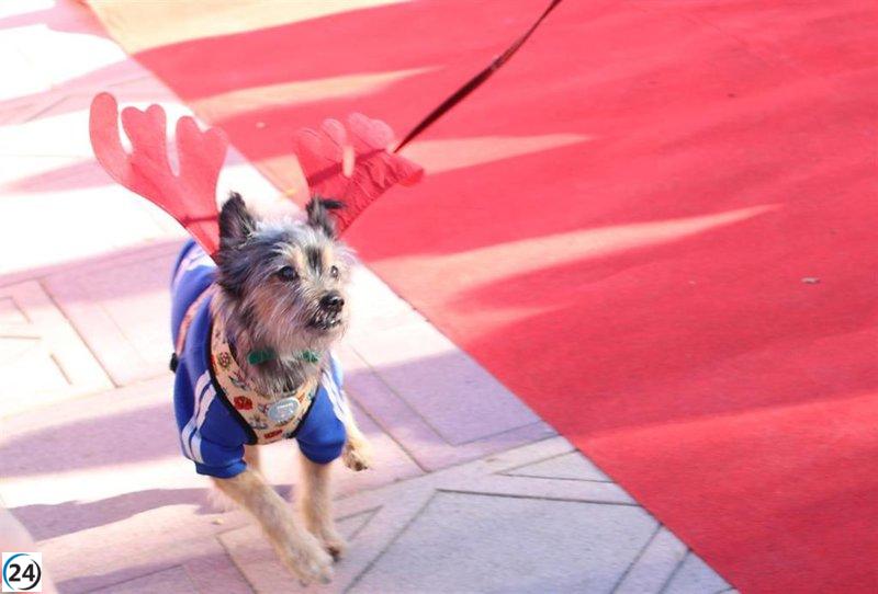 Decenas de adorables caninos del refugio de Guadalajara se suman al festivo desfile navideño