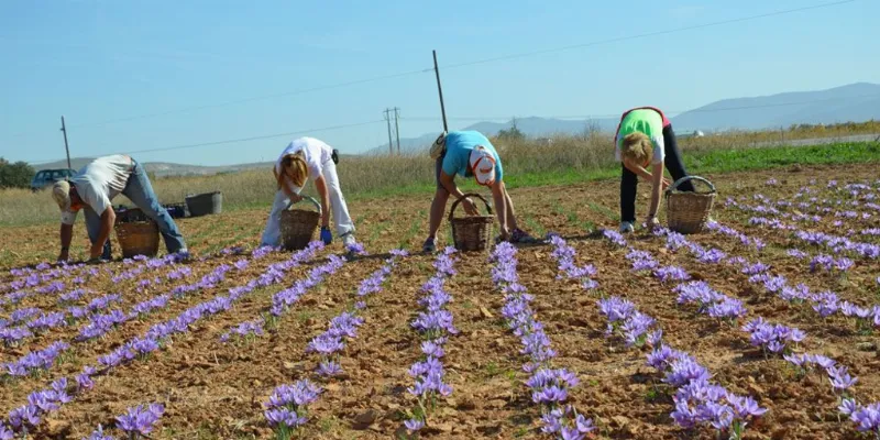 La Fiesta de la Rosa del Azafrán en Consuegra: aromas y colores en la Mancha Santiaguista