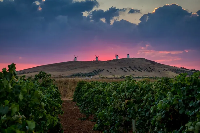 La ruta del vino en Castilla La Mancha